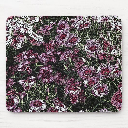 DIANTHUS MUISMAT (Voorkant)