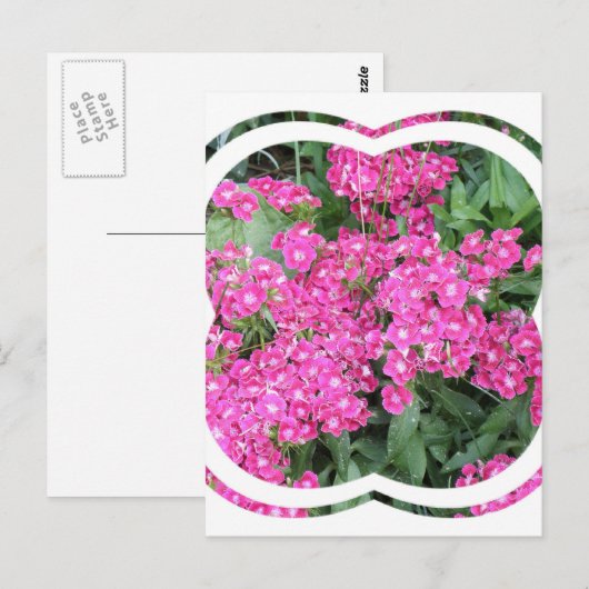 Dianthus Perennial Briefkaart (Voorkant / Achterkant)