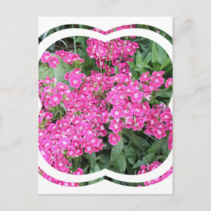 Dianthus Perennial Briefkaart
