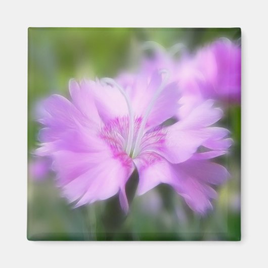 Dianthus Plumarius Flower Magneet (Voorkant)