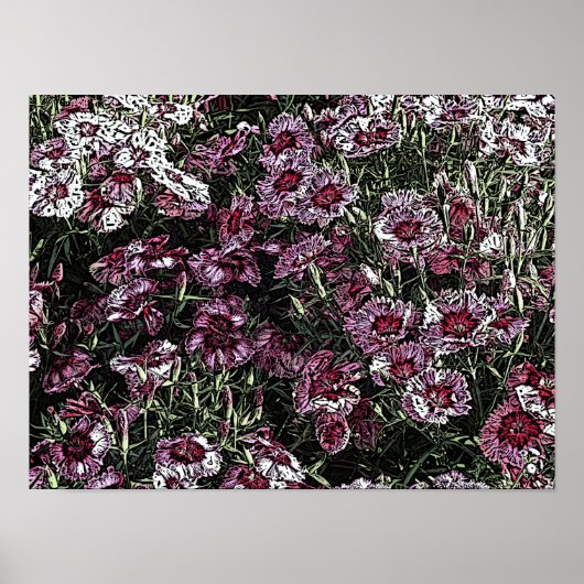 DIANTHUS POSTER (Voorkant)
