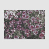 DIANTHUS TISSUEPAPIER (Voorkant)