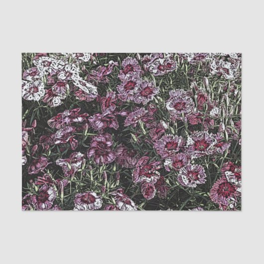 DIANTHUS TISSUEPAPIER (Voorkant)