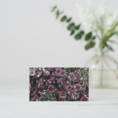 DIANTHUS VISITEKAARTJE (Staand voorkant)