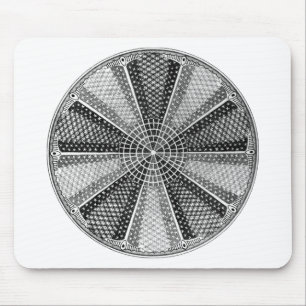 Diatom 13 Ernst Haeckel Fine Art Muismat