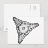 Diatom Briefkaart (Voorkant / Achterkant)