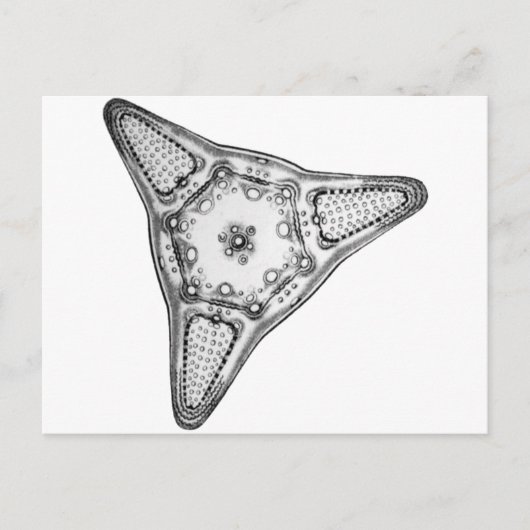 Diatom Briefkaart (Voorkant)