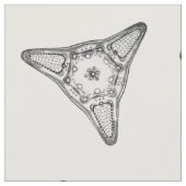 Diatom Stof (Close Up)