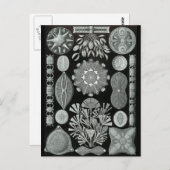 Diatomeeën Briefkaart (Voorkant / Achterkant)