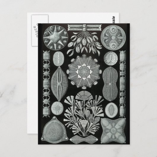 Diatomeeën Briefkaart (Voorkant / Achterkant)
