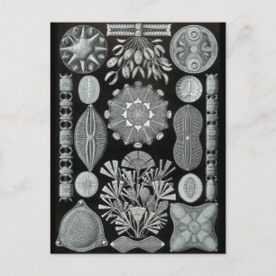 Diatomeeën Briefkaart