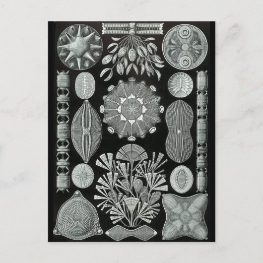 Diatomeeën Briefkaart (Voorkant)