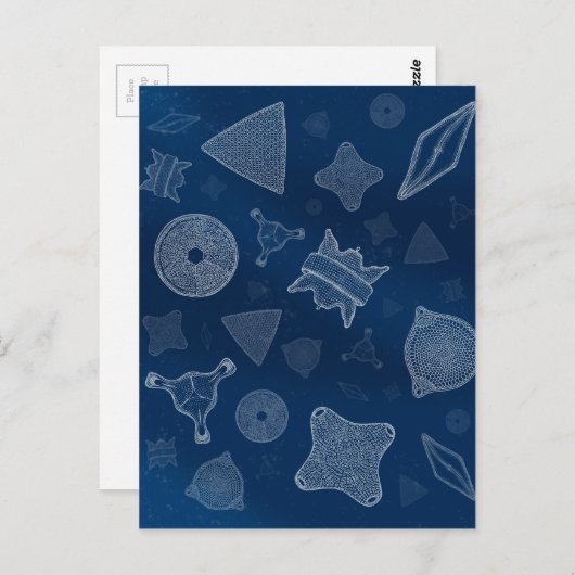 Diatomen - microscopisch zee briefkaart (Voorkant / Achterkant)