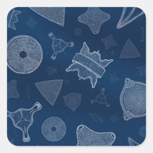 Diatomen - microscopisch zee leven vierkante sticker (Voorkant)