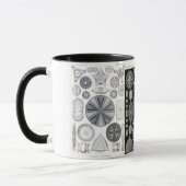 diatoom, diatoom, navicula mok (Links)