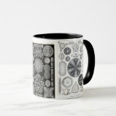 diatoom, diatoom, navicula mok (Voorkant rechts)