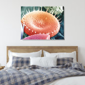 Diatoom, een eencellige alg. canvas afdruk (Insitu (Slaapkamer))