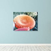 Diatoom, een eencellige alg. canvas afdruk (Insitu (Houten vloer))