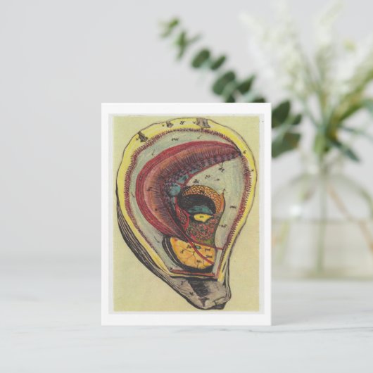 Dibble_Artworks_140_Oysters Briefkaart (Staand voorkant)