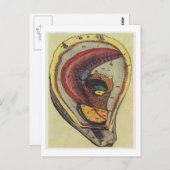 Dibble_Artworks_140_Oysters Briefkaart (Voorkant / Achterkant)