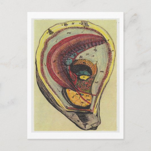 Dibble_Artworks_140_Oysters Briefkaart (Voorkant)