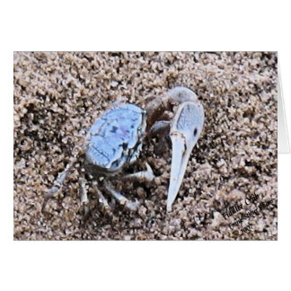 Dicht en vuil. Fiddler Crab