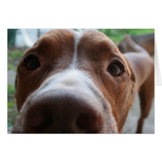 Dichtbij (Voorkant Horizontaal)