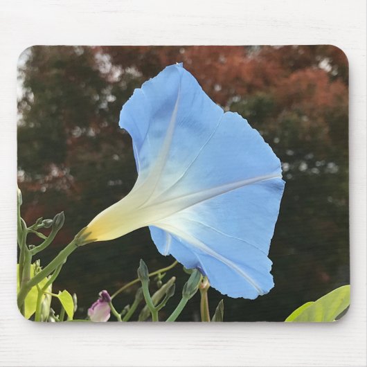 Dichtbij blauwe herfst ochtendglorie muismat (Voorkant)