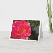 Dichtbij opgenomen roze roos portret kaart (Voorkant)