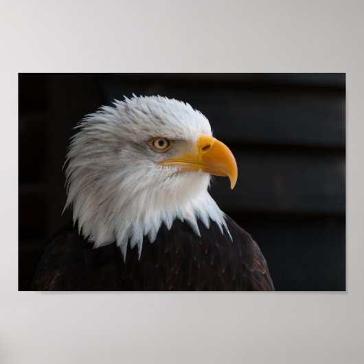 Dichte fotografie van Bald Eagle Poster (Voorkant)