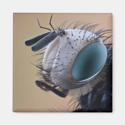 Dichte Insect Head Magneet (Voorkant)