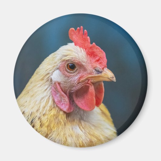 Dichte kuikens magneet (Voorkant)