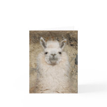 Dichte omhooggaand van de Lama van de alpaca -