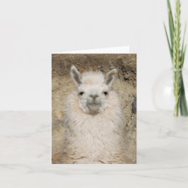 Dichte omhooggaand van de Lama van de alpaca - Kaart