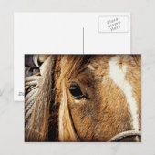 Dichte Omhooggaand van het paard Briefkaart (Voorkant / Achterkant)