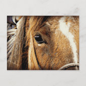 Dichte Omhooggaand van het paard Briefkaart (Voorkant)