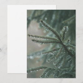 Dichte sparboom close-up, Kerst esthetiek Feestdagenkaart