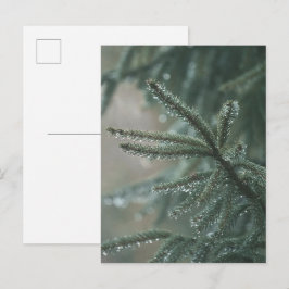 Dichte sparboom close-up, Kerst esthetiek Feestdagenkaart