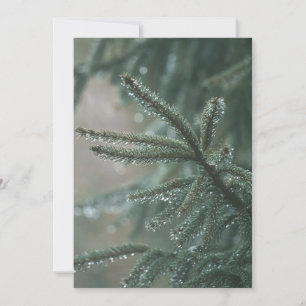 Dichte sparboom close-up, Kerst esthetiek Feestdagenkaart