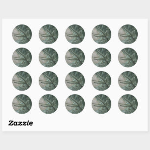 Dichte sparboom close-up, Kerst esthetiek Ronde Sticker