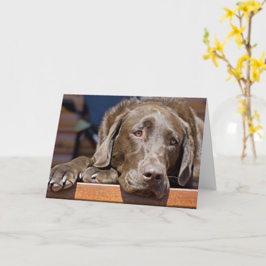 Dichtfoto van Chocolate Labrador Retriever Kaart (Gele Bloem)