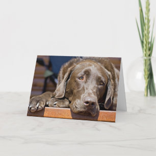 Dichtfoto van Chocolate Labrador Retriever Kaart