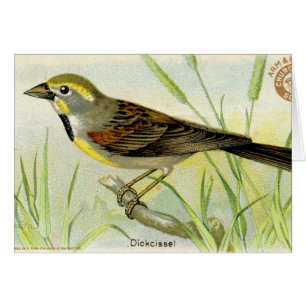 Dickcissel