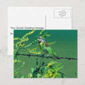 Dickcissel Briefkaart (Voorkant / Achterkant)