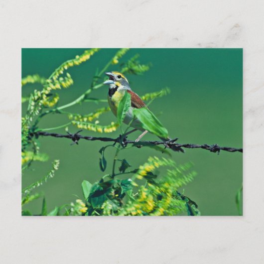 Dickcissel Briefkaart (Voorkant)