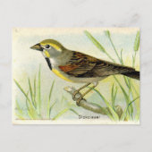 Dickcissel Briefkaart (Voorkant)