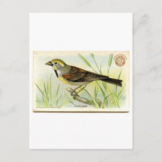 Dickcissel Briefkaart (Voorkant)