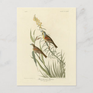 Dickcissel van de Amerikaanse vogels van Audubon Briefkaart