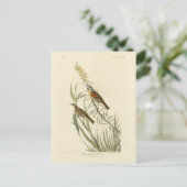 Dickcissel van de Amerikaanse vogels van Audubon Briefkaart (Staand voorkant)