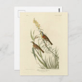 Dickcissel van de Amerikaanse vogels van Audubon Briefkaart (Voorkant / Achterkant)
